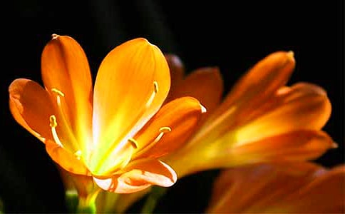 君子蘭日常養(yǎng)護(hù)問(wèn)題解答