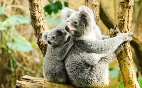 ���Z�Ϳ����Ĺ���