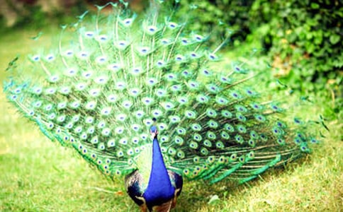 ����ȸ�|���w���h��(l��)��Ԋ(sh��)ԭ��עጷ��g�p��