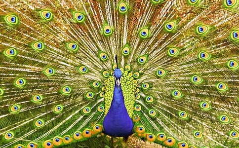 ��ȸ�|���w�ЌW(xu��)���x���