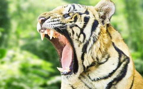 ����ӣ���ֻ�ϻ�����