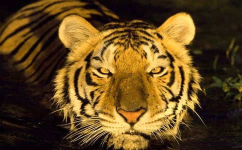 ��ֻ�ϻ�С��̰�