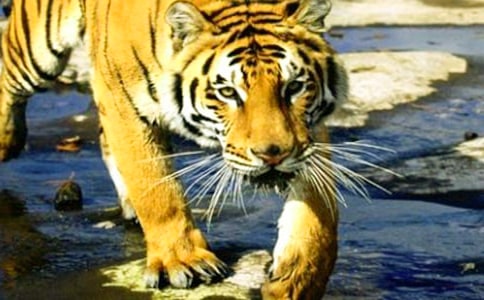 兩只老虎教學(xué)反思優(yōu)秀例文