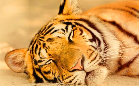 ��С����ʹ��ϻ�������Z�Խ̰�