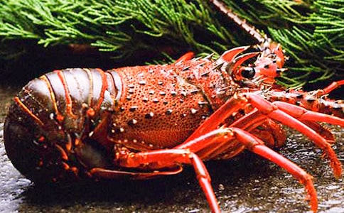 �����r���ğ������x���