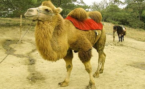 �������x���350��