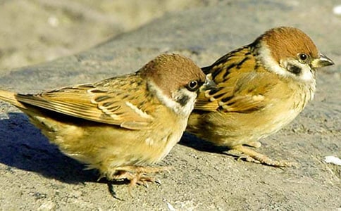 ��ȸ����ԭ����x����