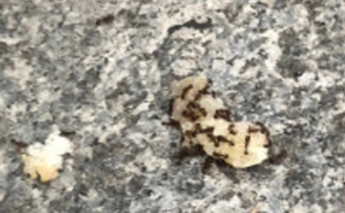 ��Λρ�ľ�������(y��u)��̌W(xu��)�O(sh��)Ӌ(j��)