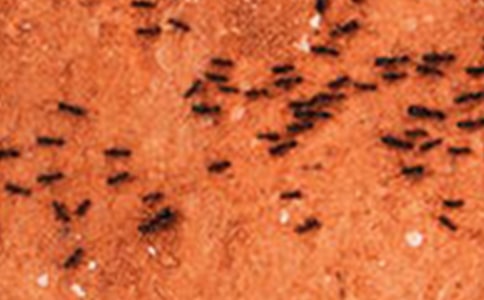 �P(gu��n)�������Λρ�̰�