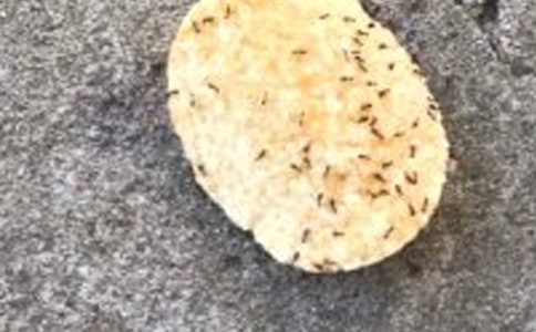 Λρ?zh��n)x��У�ͨ��31ƪ��