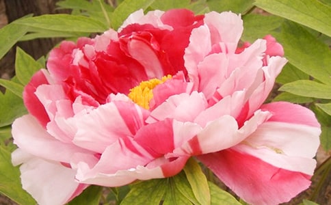 ĵ��ԭ�ķ��g���p����ͨ��22ƪ��