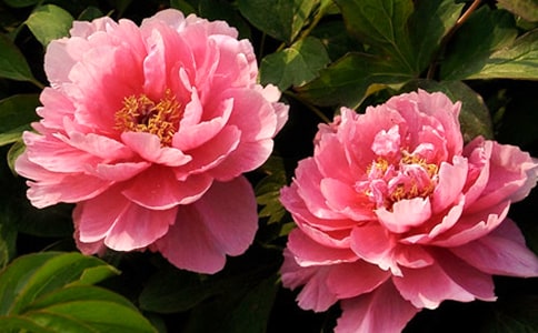 ԁĵ��ԭ�ķ��g���p��6ƪ