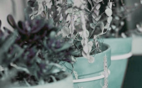 小班美術(shù)教案:美麗的小盆栽教案及教學(xué)反思