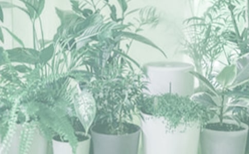 盆栽春天優(yōu)美散文