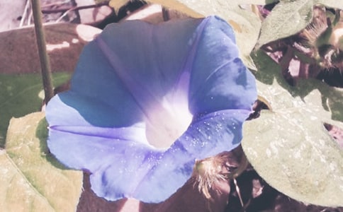 �茑����������x���⼰���