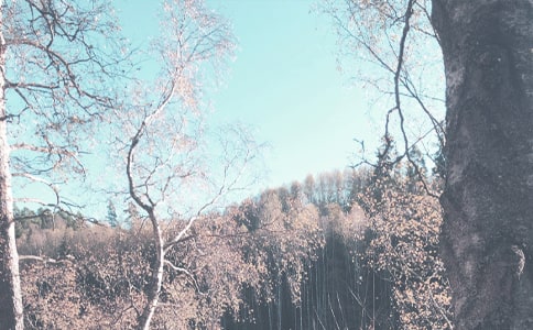 ���P(gu��n)�茑�＾�ă�(y��u)�����Ӵ�ȫ