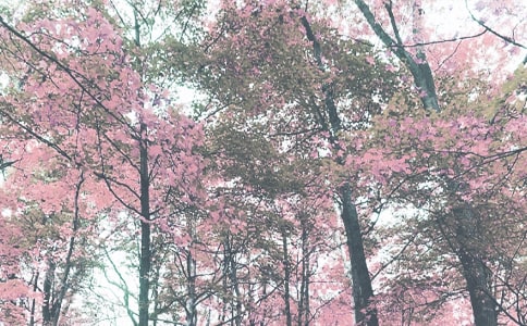 �＾ÿ�Ն����Z