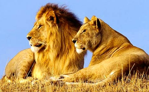 �{���ֵČ�(d��o)���~���\