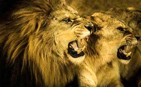 ����ֻС�{�ӡ��ڶ��n�r(sh��)�̰�