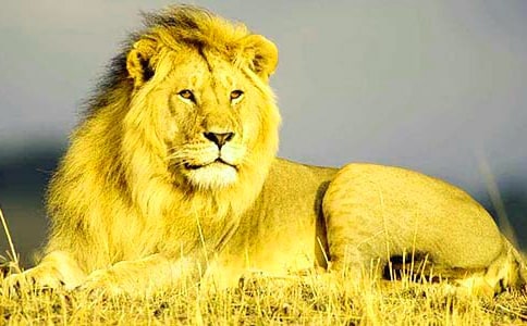 �P(gu��n)�ڪ{���֌����~5ƪ