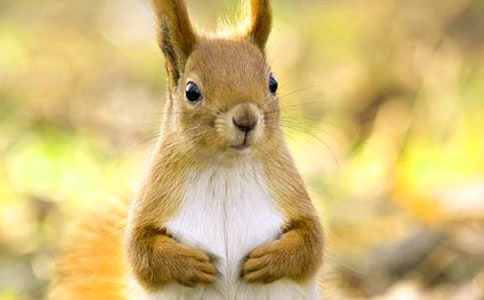 ������ɹ��̌W�OӋ