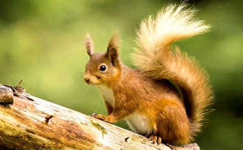 �а��Z���Α�̰�����ֻ����