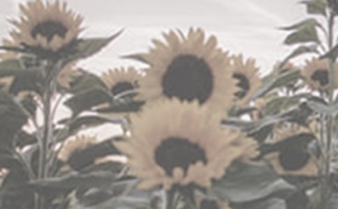 ̫ꖻ�С����s���S�P