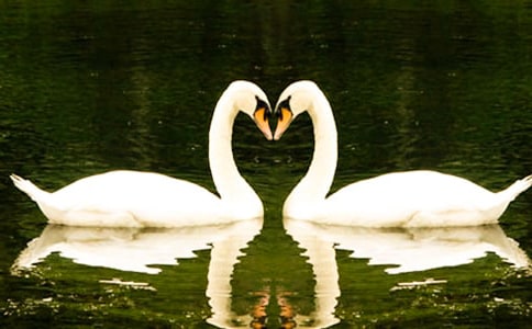 《吹小號的天鵝》讀后感15篇