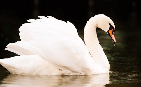 ����С̖�����Z���x���700��