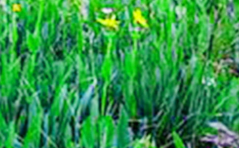 ��Ұ�е�Ĺ��Ԋ(sh��)��