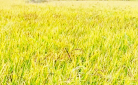 ����ϣ������Ұ�ϡ���x�n�Ľ̰�