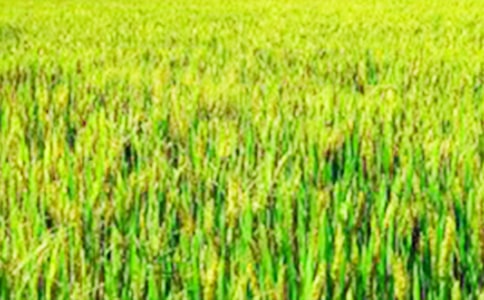 С�W(xu��)����ӛ�����е���Ұ