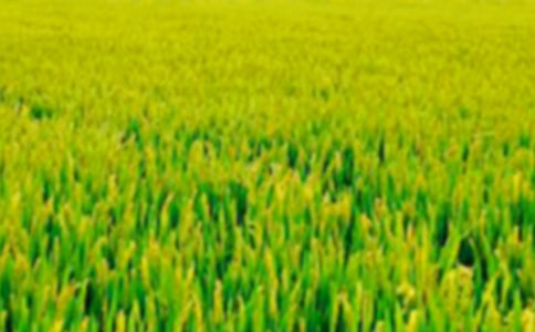 С���Z�ԣ�����Ұ����Ͳ˻����̰�