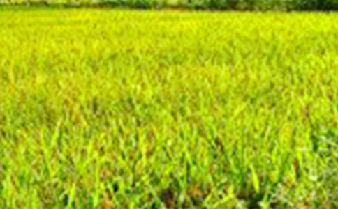 ��Ұ�ľ���