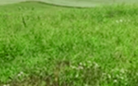 田野的寫景隨筆