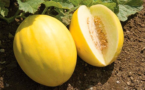 如何種植甜瓜