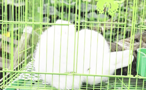 С���L����ֻ���ӽ̰�