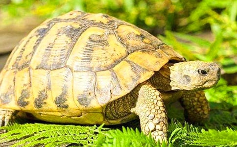 ��С������С��質���(d��ng)�̰�