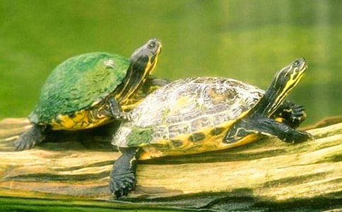 ���ݞ���?sh��)ĳ��Z����Щ