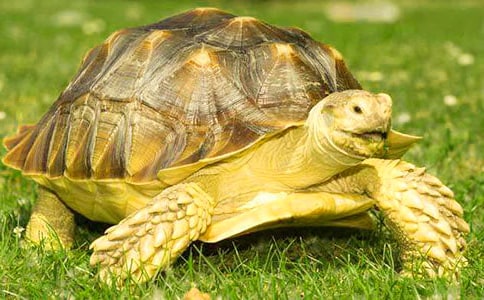 С���������x���600��