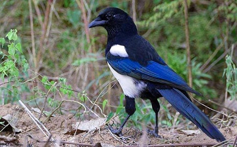 ϲ�o�ֳ�����������