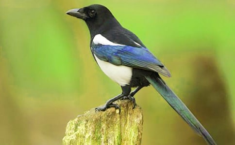 部編版楓樹上的喜鵲教案模板(通用8篇)