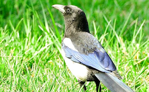 �а��Z���n��:Сϲ�o�f�Ì�(du��)