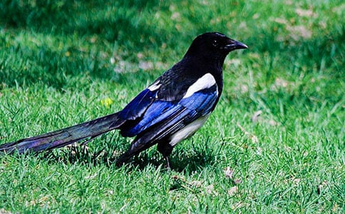 �����ϲ�o����(y��u)��̰��OӋ