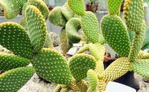 �������x���450��