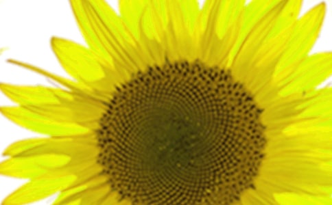 ���տ����İ�