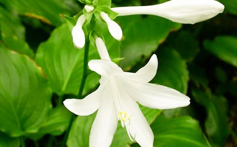 �茑��ٝ��ҹ�����Ԋ��