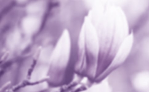 我喜歡玉蘭花作文500字