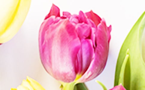 紫色郁金香圖片和花語