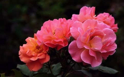 情感隨筆:那棵月季